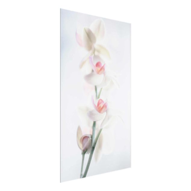 Glass prints flower Delicate Orchid