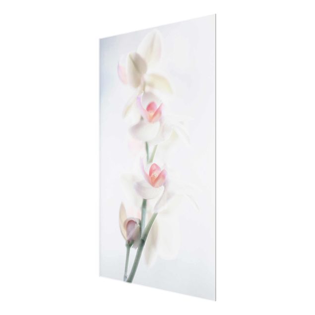 Prints flower Delicate Orchid