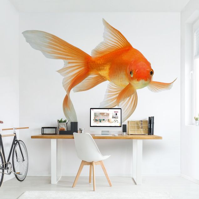 Wallpapers fishes Goldfish Is Watching You
