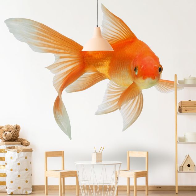 Wallpapers animals Goldfish Is Watching You