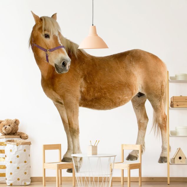 Wallpapers horse Haflinger