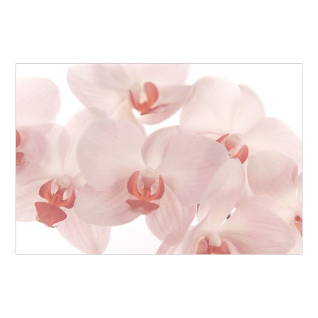 Adhesive wallpaper Bright Orchid Flower Wallpaper - Svelte Orchids