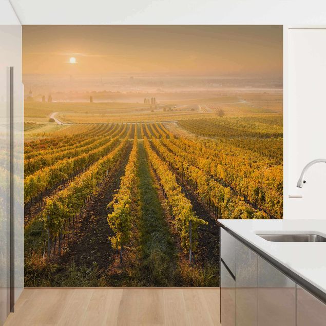 Wallpapers landscape Autumnal Vineyards Near Vienna