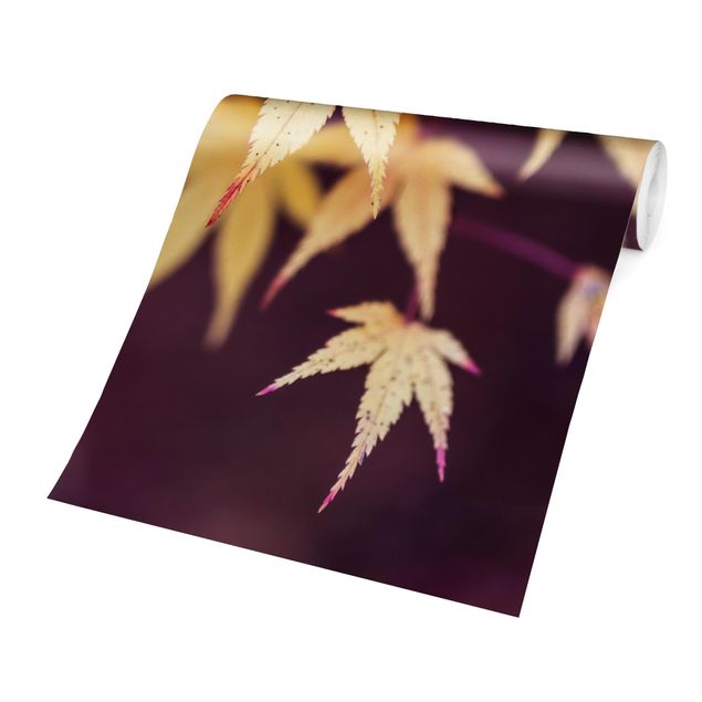 Wallpaper - Autumn Maple Tree