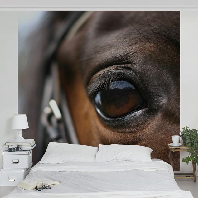 Wallpapers animals Horse Eye