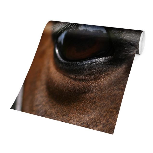 Wallpapers brown Horse Eye