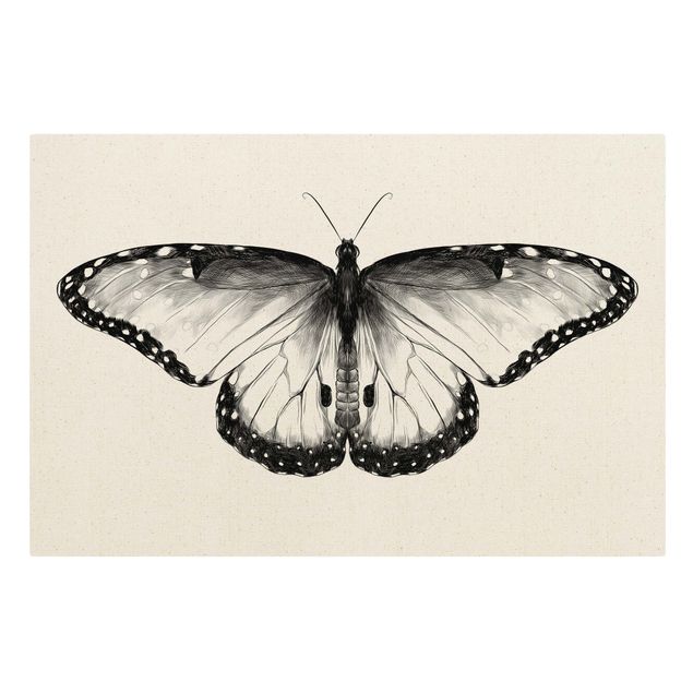 Canvas prints animals Illustration Flying Common Morpho Black