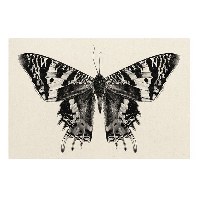 Animal canvas Illustration Flying Madagascan Butterfly