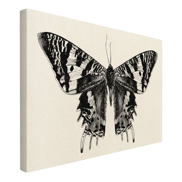 Black prints Illustration Flying Madagascan Butterfly