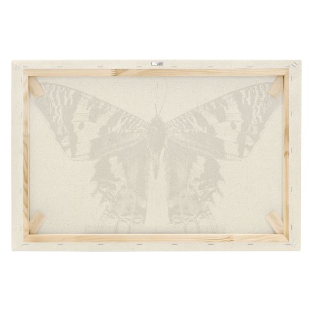 Canvas prints Illustration Flying Madagascan Butterfly