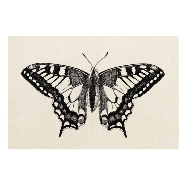 Canvas prints animals Illustration Flying Dovetail Black