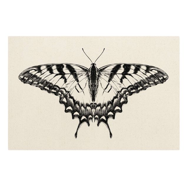 Animal canvas Illustration Flying Tiger Swallowtail Black