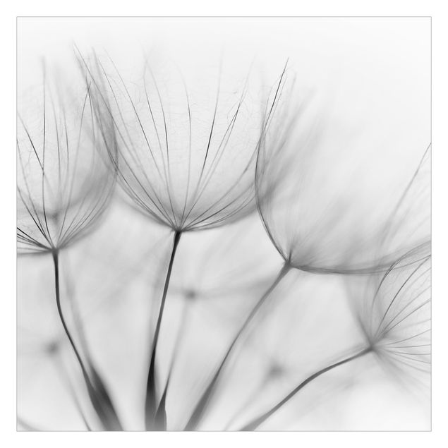 Self adhesive wallpapers Inside A Dandelion Black And White
