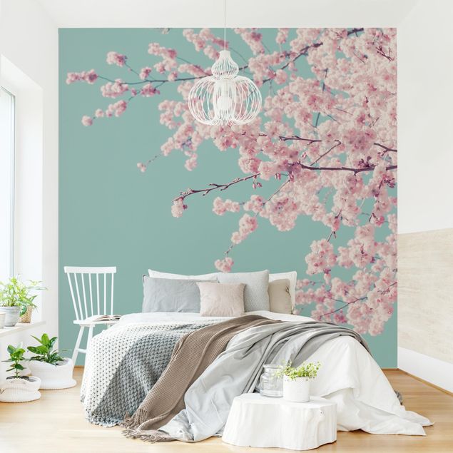 Wallpapers flower Japanese Cherry Blossoms