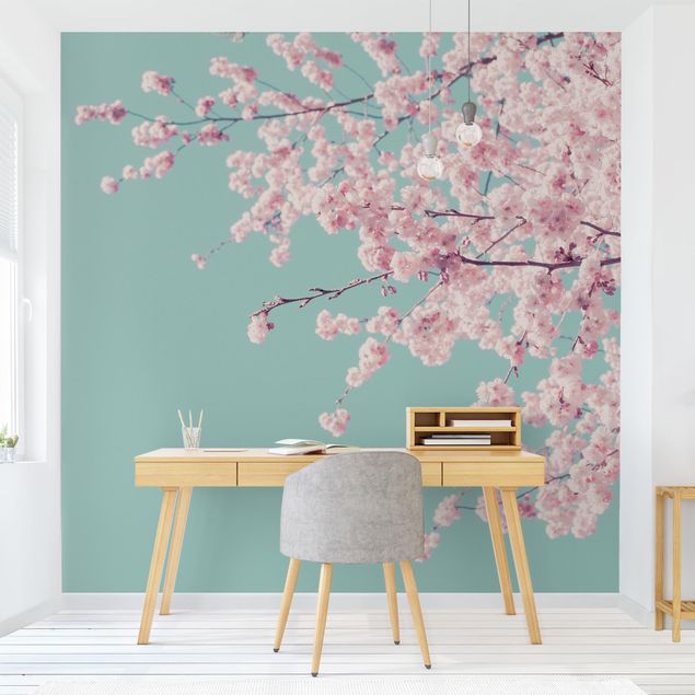 Wallpapers country Japanese Cherry Blossoms