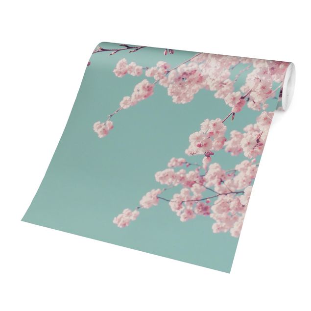 Wallpapers pink Japanese Cherry Blossoms