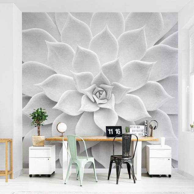 Modern wallpaper designs Cactus Succulent