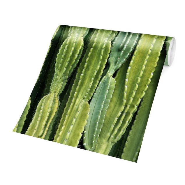 Wallpapers green Cactus Wall