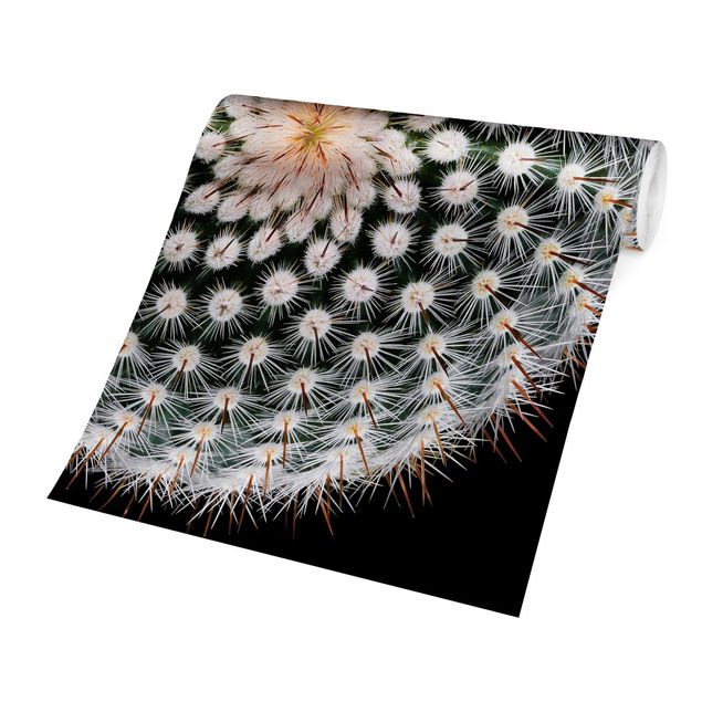 Wallpapers black Cactus Flower