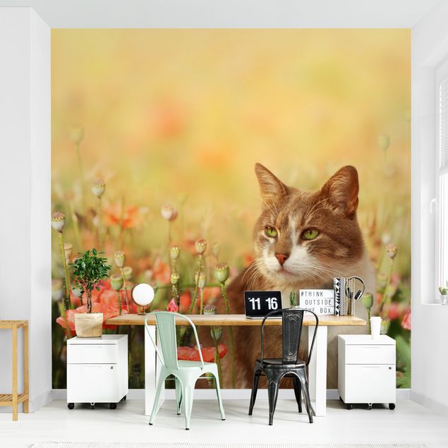 Wallpapers animals Cat In A Field Of Poppies