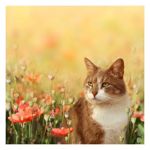 Adhesive wallpaper Cat In A Field Of Poppies