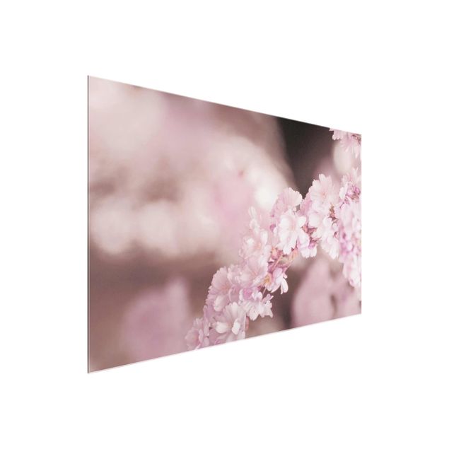 Floral picture Cherry Blossoms In Purple Light