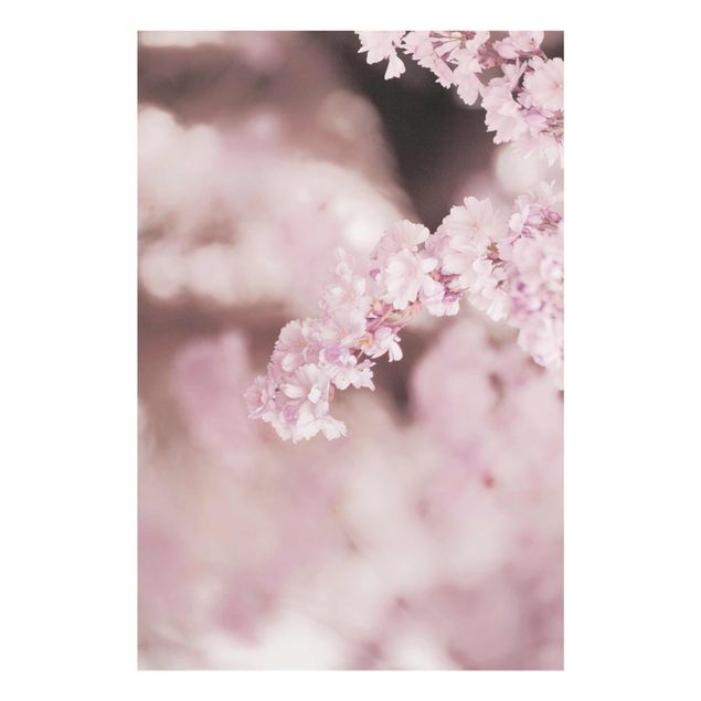 Prints brown Cherry Blossoms In Purple Light