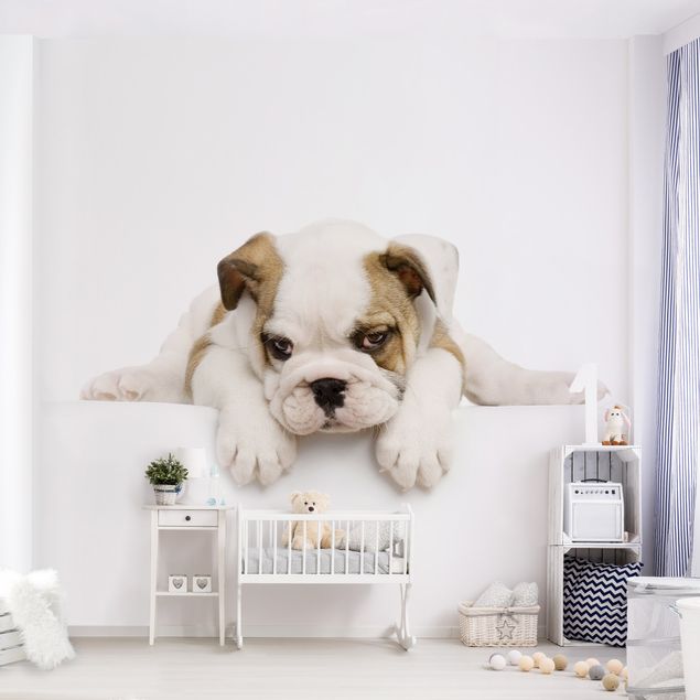 Puppy wallpaper Little Bulldog