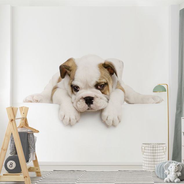Wallpapers animals Little Bulldog