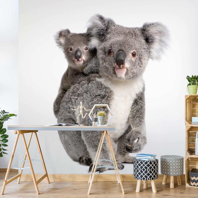 Wallpapers animals Koala Bears