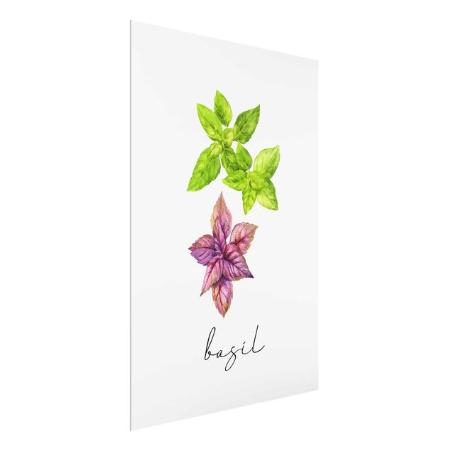 Prints flower Herbs Illustration Basil