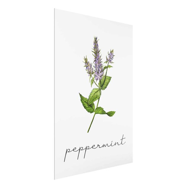 Floral picture Herbs Illustration Pepper Mint