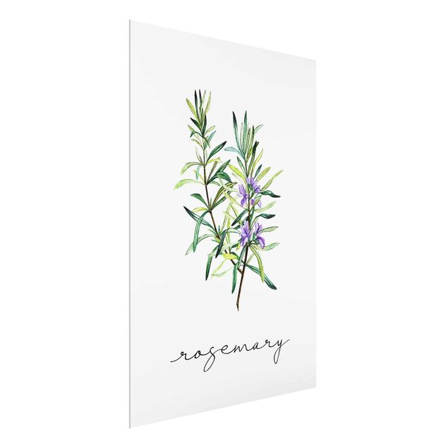 Floral canvas Herbs Illustration Rosemary