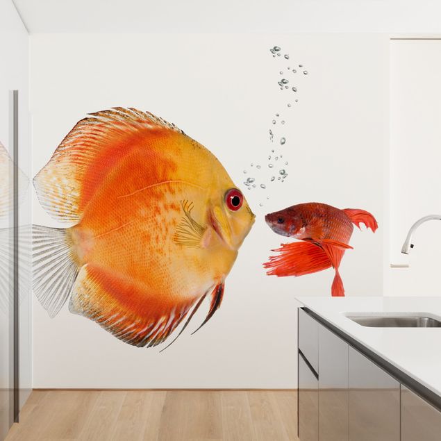 Wallpapers fishes Kissing Fish