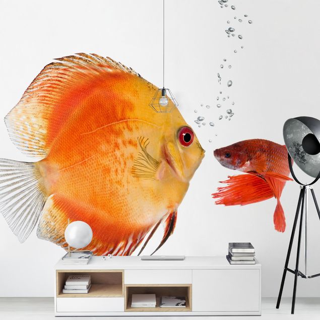 Wallpapers animals Kissing Fish