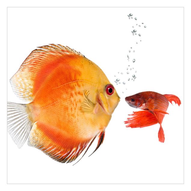 Wallpaper sea Kissing Fish