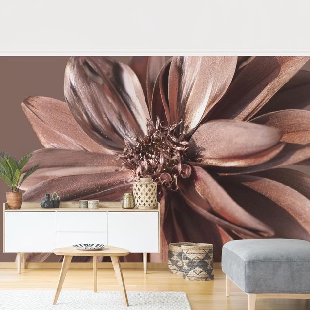 Wallpapers flower Copper Golden Dahlia Dream