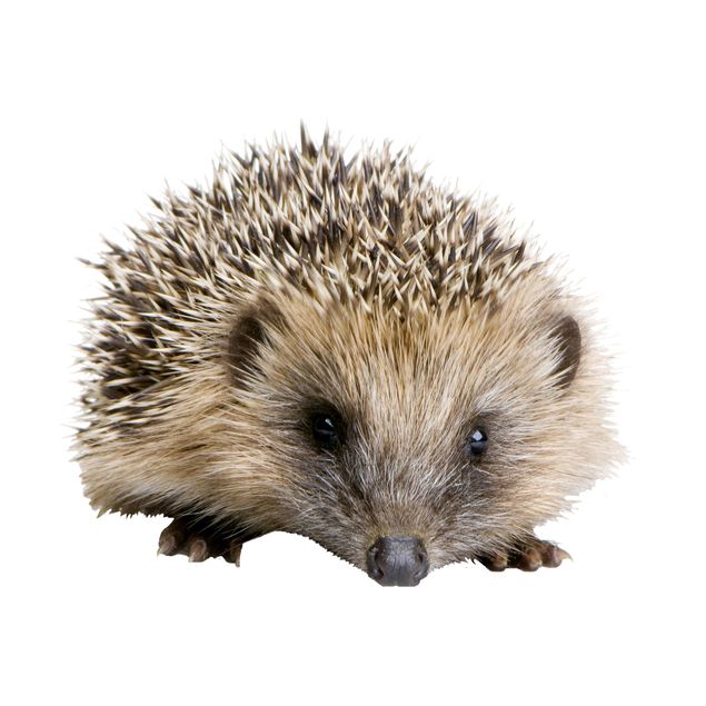 Window stickers animals Little Hedgehog