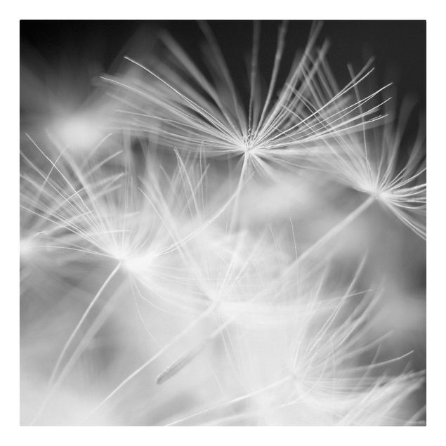 Canvas black and white Moving Dandelions Close Up On Black Background