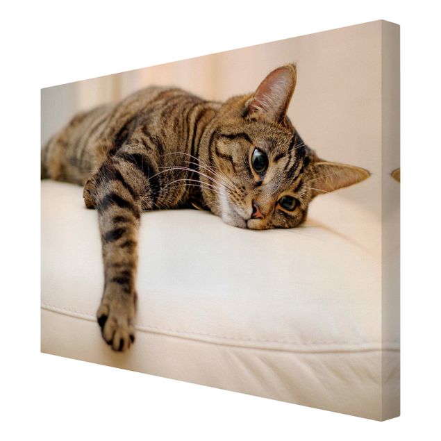 Animal wall art Cat Chill Out