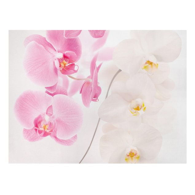 Floral canvas Delicate Orchids