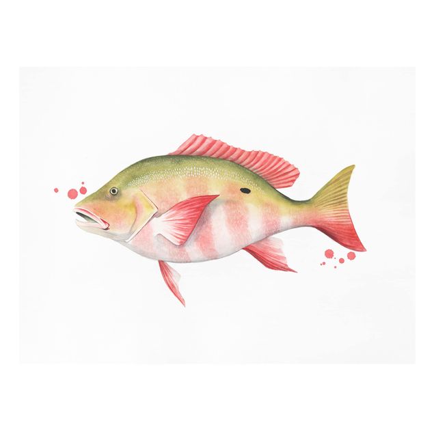 Modern art prints Color Catch - Northern Red Snapper