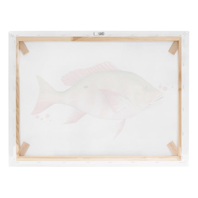 Prints Color Catch - Northern Red Snapper