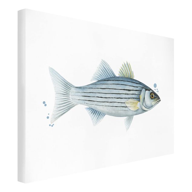 Animal wall art Color Catch - White Perch