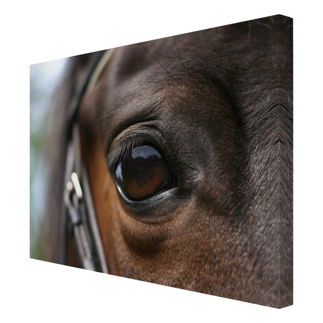Animal canvas Horse Eye