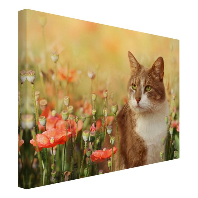 Poppy canvas wall art Cat In A Field Of Poppies
