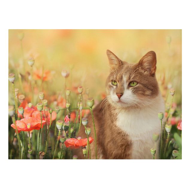 Cat canvas wall art Cat In A Field Of Poppies