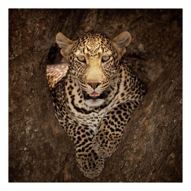 Animal canvas art Leopard Resting On A Tree