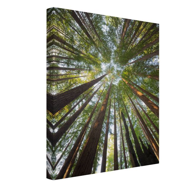 Canvas frog Sequoia Tree Tops Worm'S-Eye View