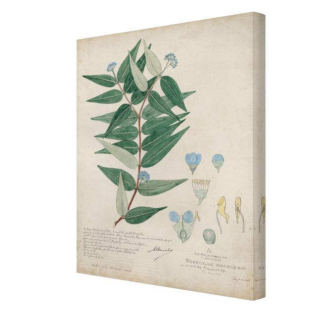 Prints Melastomataceae - Ambile